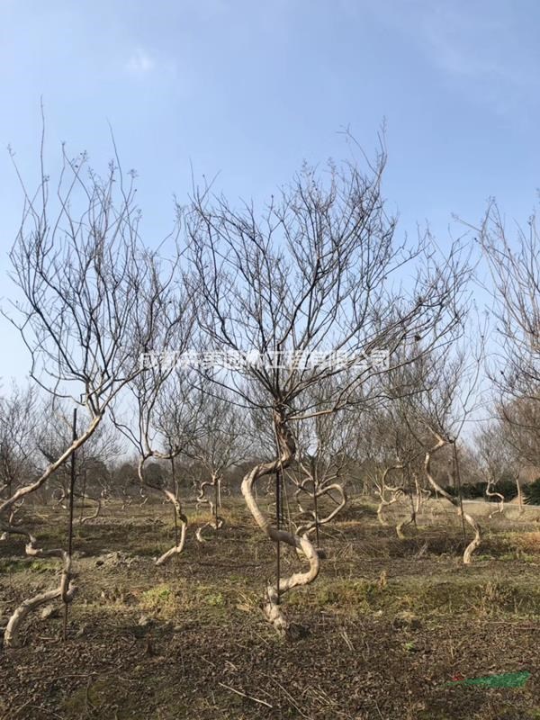 紫薇造型基地,出售紫薇弯弯树,精品紫薇造型