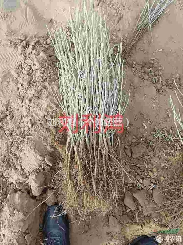 4至0.8公分沙枣,精品沙枣苗基地图片
