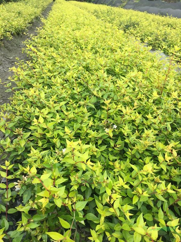 六道木基地,六道木16杯12杯价格,六道木种植户
