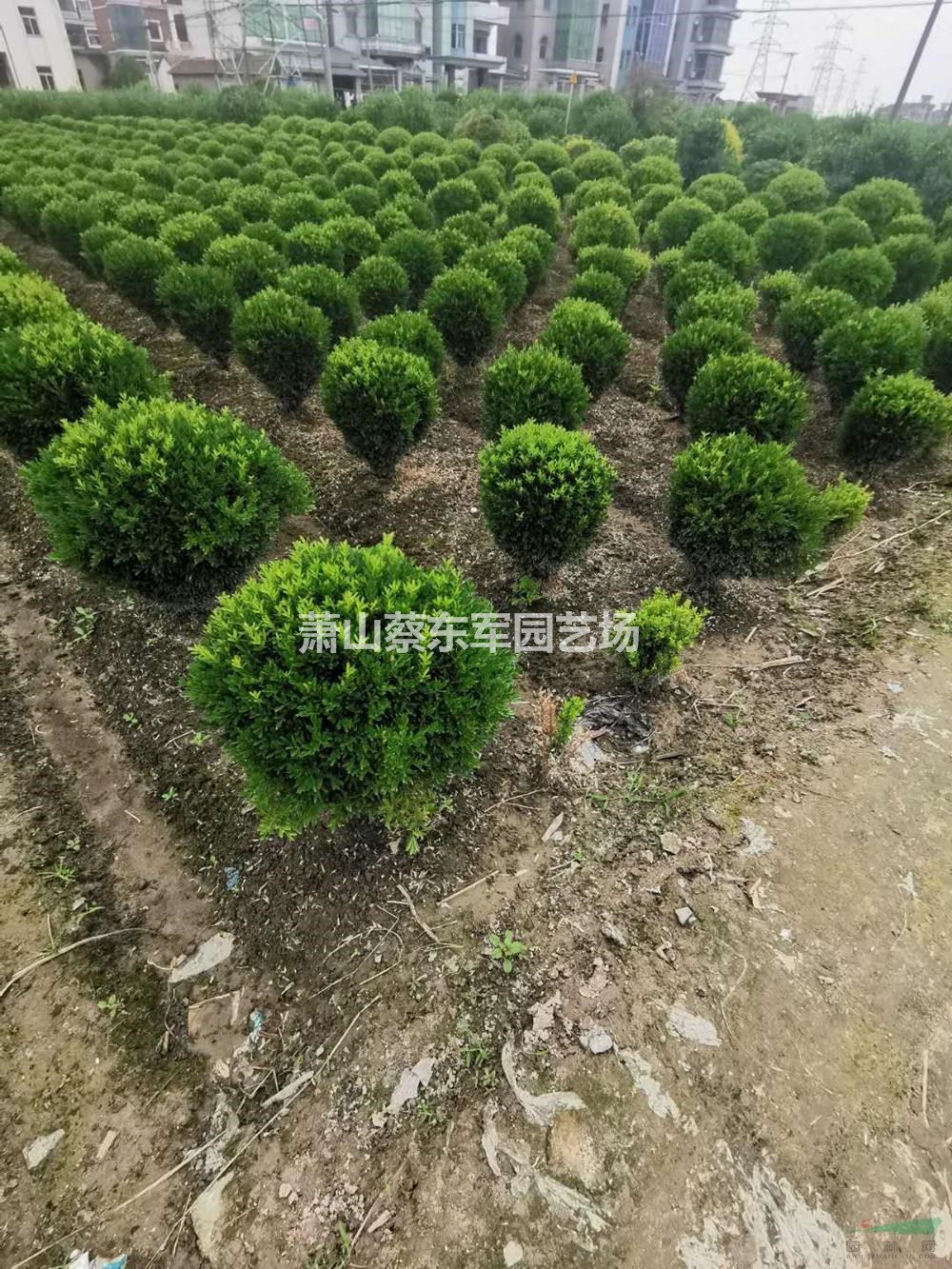 浙江雀舌黄杨球 杭州小苗 萧山雀舌黄杨球农户直销哪里好/哪家便宜