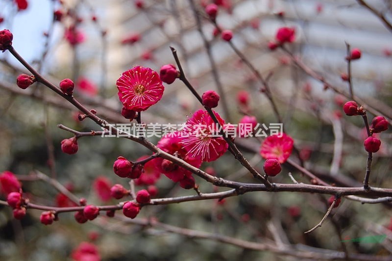 骨红朱砂梅 骨红朱砂梅1-8公分 江西梅花基地图片