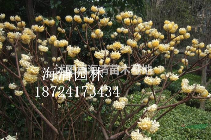 淮安结香花批发价格60公分结香花多少钱一棵图片