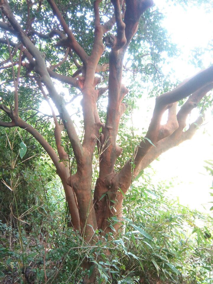 百年油茶树_江西百年油茶树_百年油茶树特价苗_上饶市