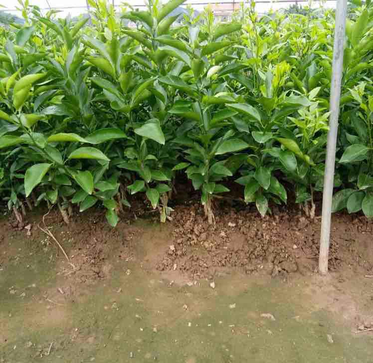 首页 四川省资阳君越柑橘苗苗圃 君越柑橘苗基地是一家专业从事正宗