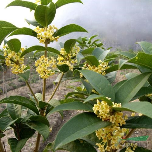 桂花树种植技术学院,桂花树怎么种植成活率高