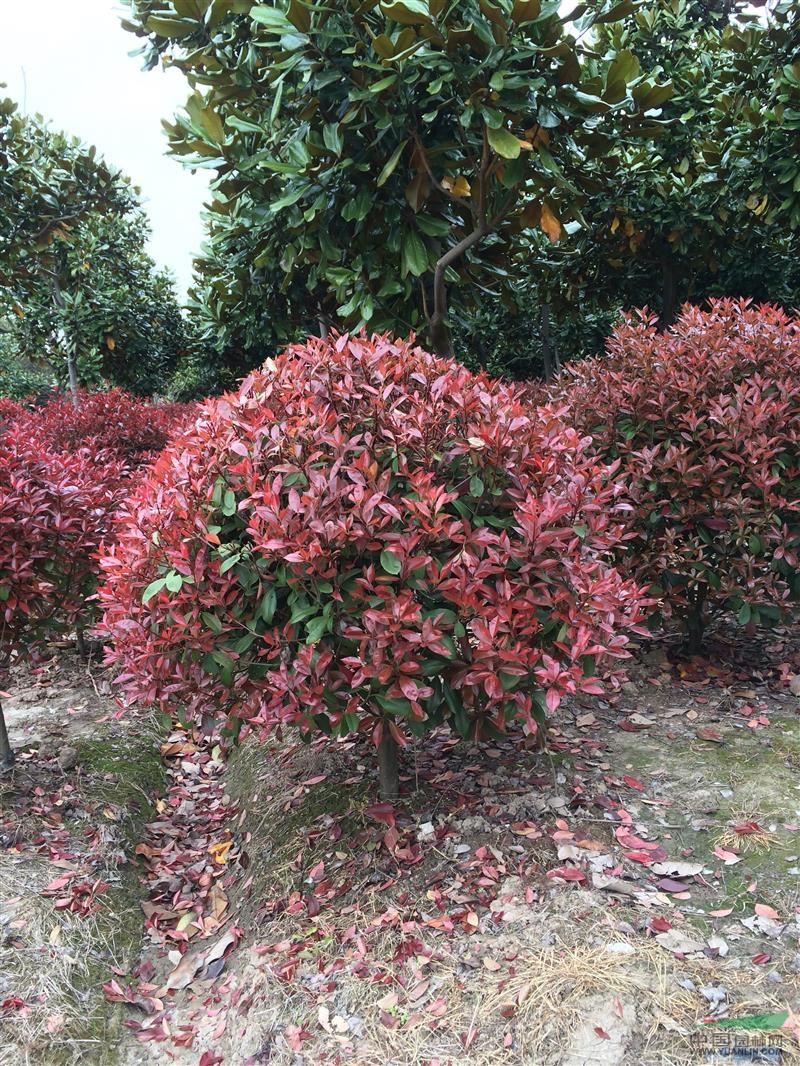 宝山区 营品种:榉树,广玉兰,无患子,乌桕,桂花,栾树,香樟,红叶李等.