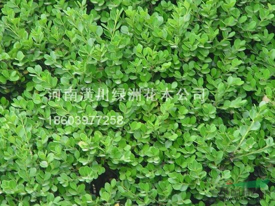 苗圃规模:100万亩 苗圃地址:河南省潢川县老城区大八楼 主营品种:广玉兰.桂花,栾树,石楠.女贞.红花继木等上千个品种 年销售额:0.00万 联系人:汪学利 苗圃规简介: 河南潢川绿洲园林花木基地位于河南省潢川县卜集镇,本苗圃多年来自种自销各种大中型乔灌木,草坪、地被等绿化工程用苗,长期配绿化工程、苗圃专用苗木,一直一来集标准化生产、规模化种植、集约型销售、标准化服务为一体,为您提供综合性的苗木销售一条龙服务!主要经营品种有一、彩叶花木:金森女贞、花柏、酒金柏、红叶小檗、金叶女贞、红花继木、金边黄杨、红