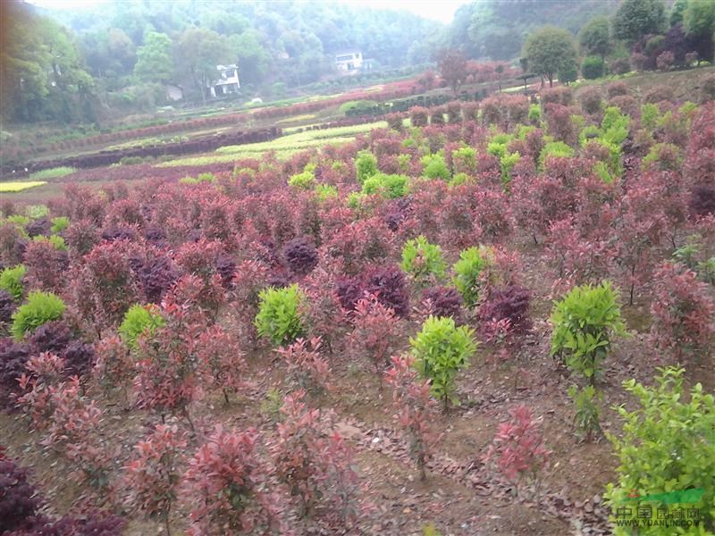 第二届全国优秀园林苗圃评选