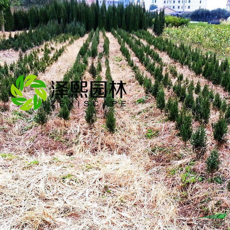 苗圃规模:200亩 苗圃地址:浙江省金东区澧浦镇下屋金祥街2号 主营品种:各类果树苗,盆栽景观 年销售额:700.00万 联系人:池女士 苗圃规简介: 金华泽熙园林工程有限公司是一家专业从事优质果苗、盆栽果树、绿化树苗研发、种植和销售的园林企业。公司拥有20多年的苗木栽培经验,现有10余座苗木繁育基地,100余亩水果幼苗培育基地和150余亩绿化景观树基地。公司秉承树泽熙品牌 立百年大业理念,致力于为客户提供优质的产品和服务