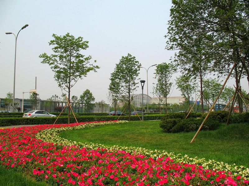 太和縣城關(guān)鎮(zhèn)景觀綠化工程