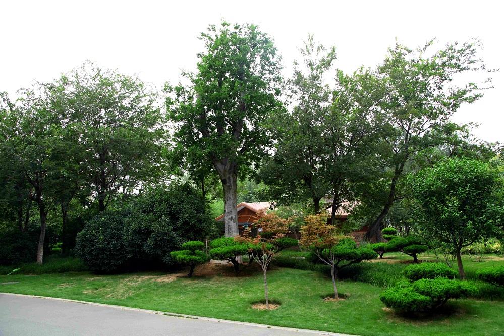 濟南長清區(qū)興福寺綠化養(yǎng)護項目