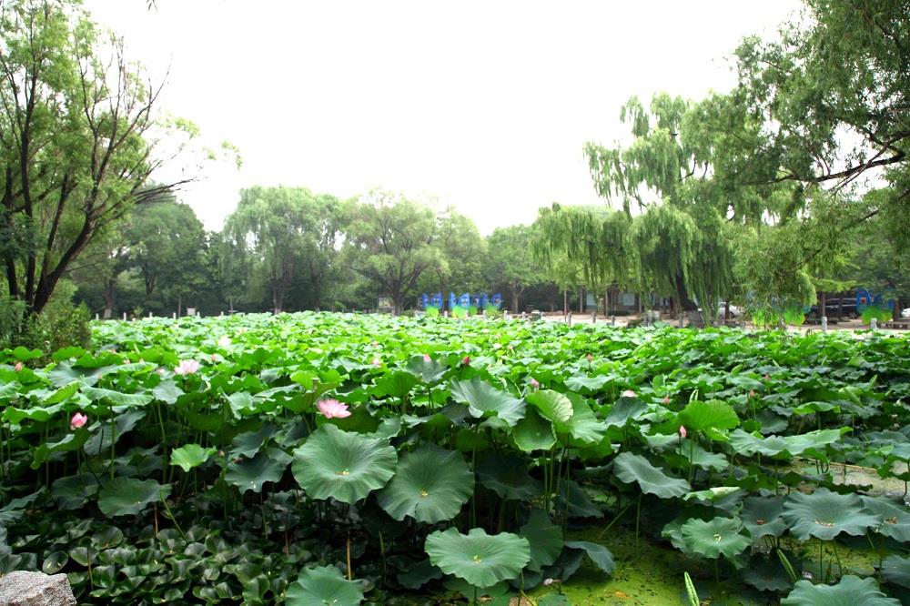 濟(jì)南市泉城公園綠化養(yǎng)護(hù)項(xiàng)目