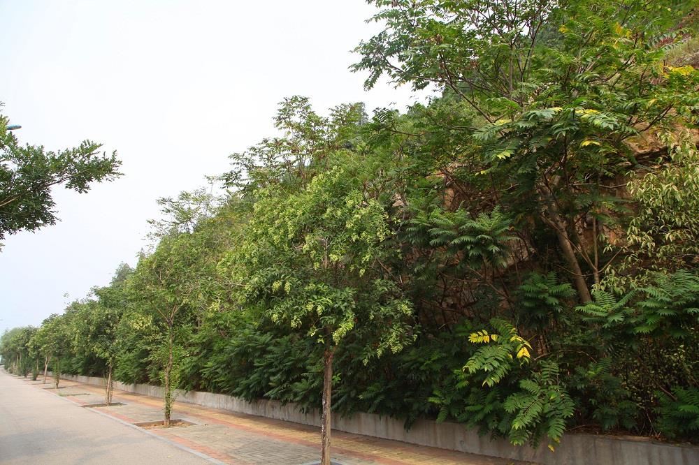 濟(jì)南市長(zhǎng)清區(qū)紫薇路道路綠化項(xiàng)目