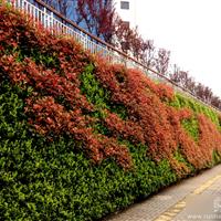 株洲“雙龍戲響石”植物墻