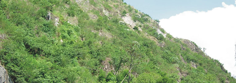 邊坡綠化