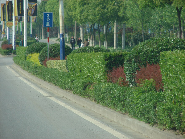 道路園林工程