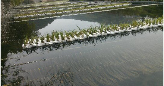 貴陽小車河濕地公園人工湖水質(zhì)環(huán)保凈化與水生植物修復(fù)