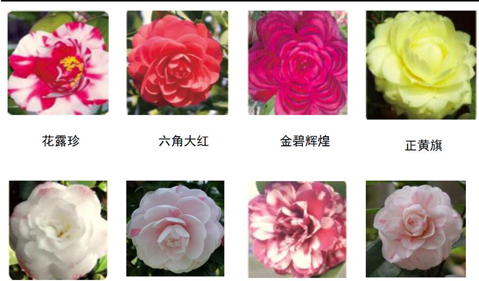主要產(chǎn)品—茶花