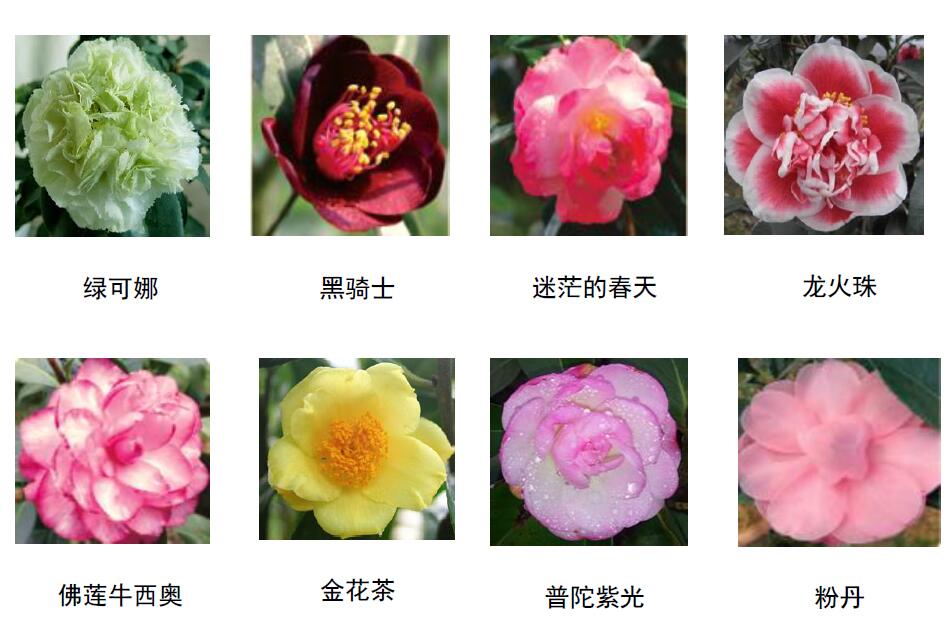 茶花
