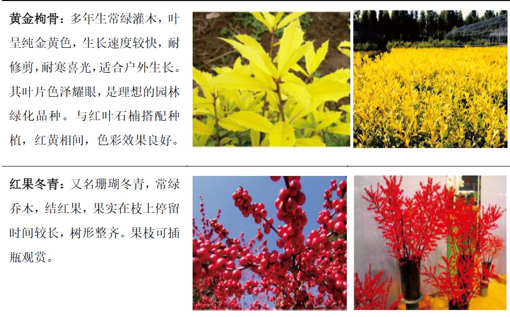 主要產(chǎn)品—觀賞苗木