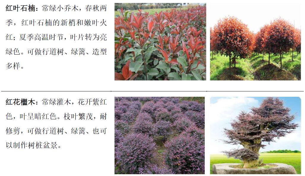 主要產(chǎn)品—觀賞苗木