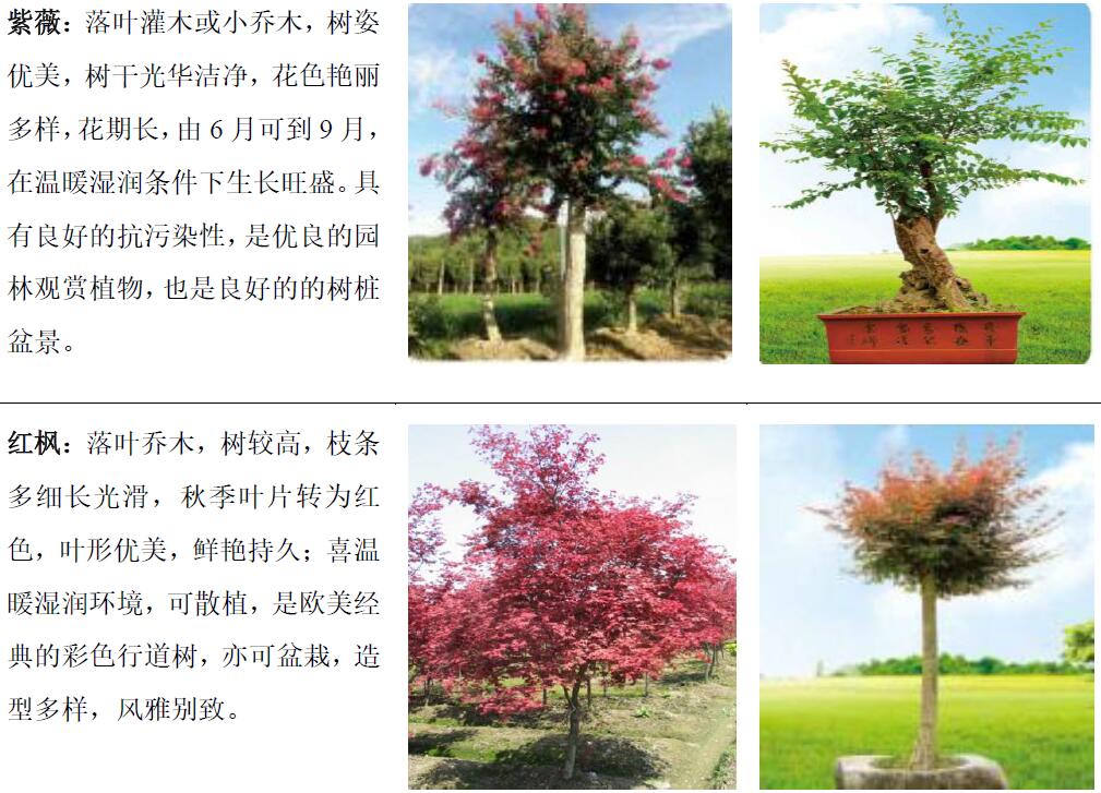 主要產(chǎn)品—觀賞苗木
