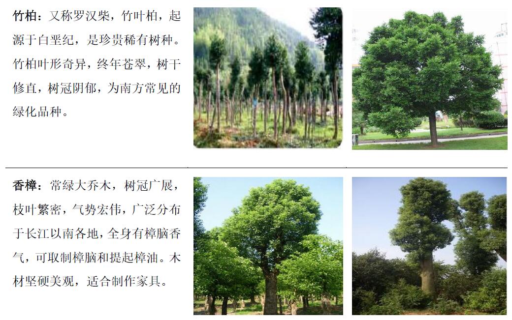 主要產(chǎn)品—觀賞苗木