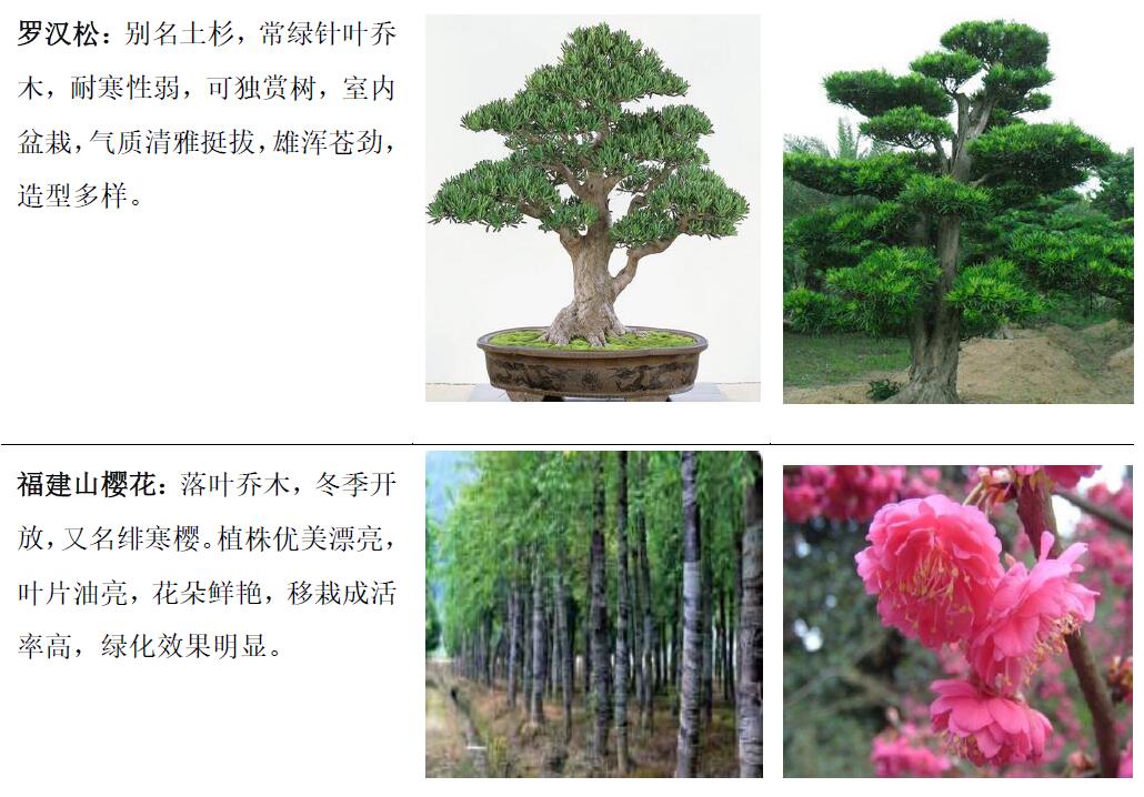 主要產(chǎn)品—觀賞苗木