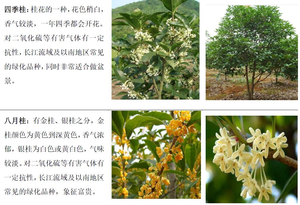 主要產(chǎn)品—觀賞苗木